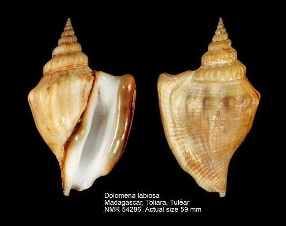 Dolomena labiosa (6).jpg - Dolomena labiosa (W.Wood,1828)